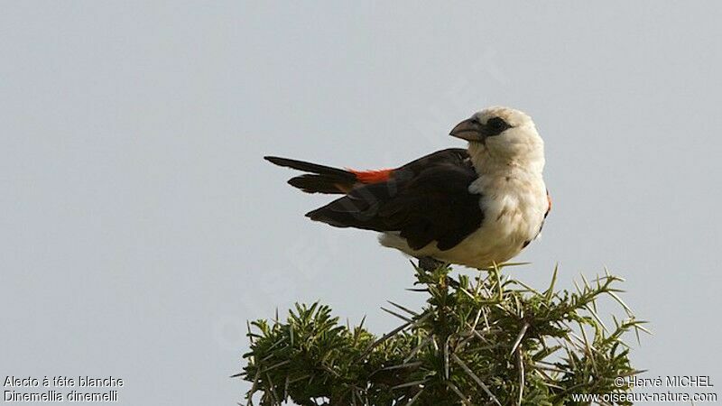 White-headed Buffalo Weaveradult