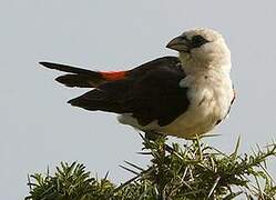 White-headed Buffalo Weaver