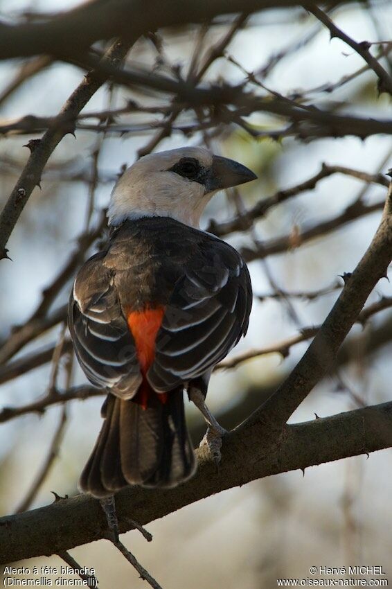 White-headed Buffalo Weaver