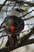 White-headed Buffalo Weaver