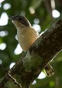 Blyth's Shrike-babbler