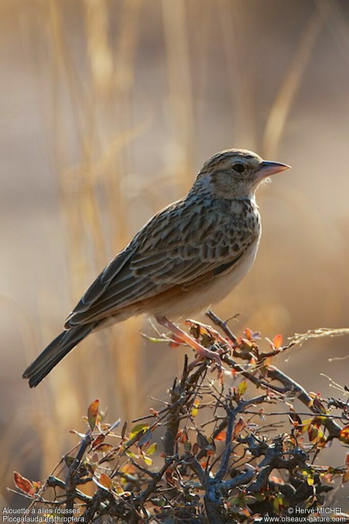 Indian Bush Larkadult