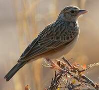 Indian Bush Lark