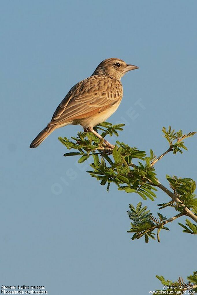 Indian Bush Larkadult