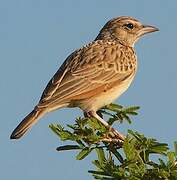 Indian Bush Lark