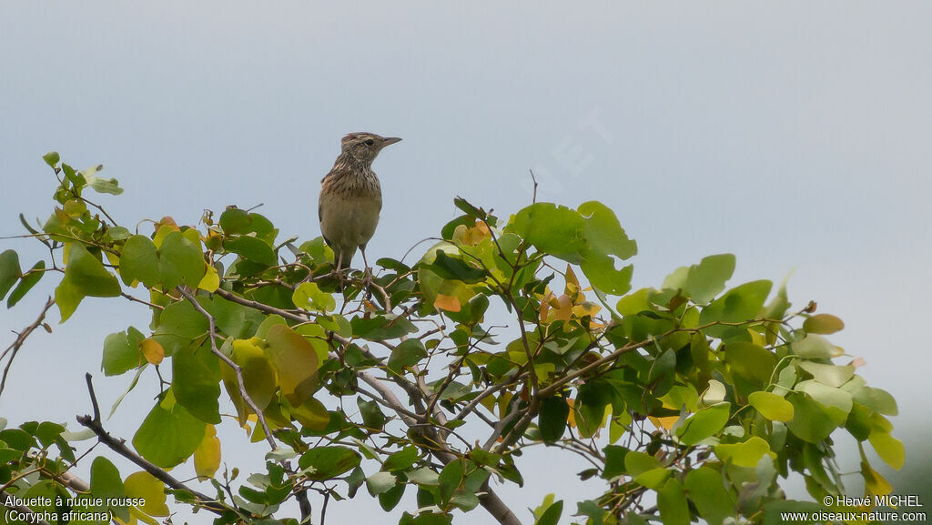 Rufous-naped Lark male adult breeding, pigmentation, Behaviour