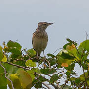 Rufous-naped Lark