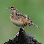 Alouette à nuque rousse