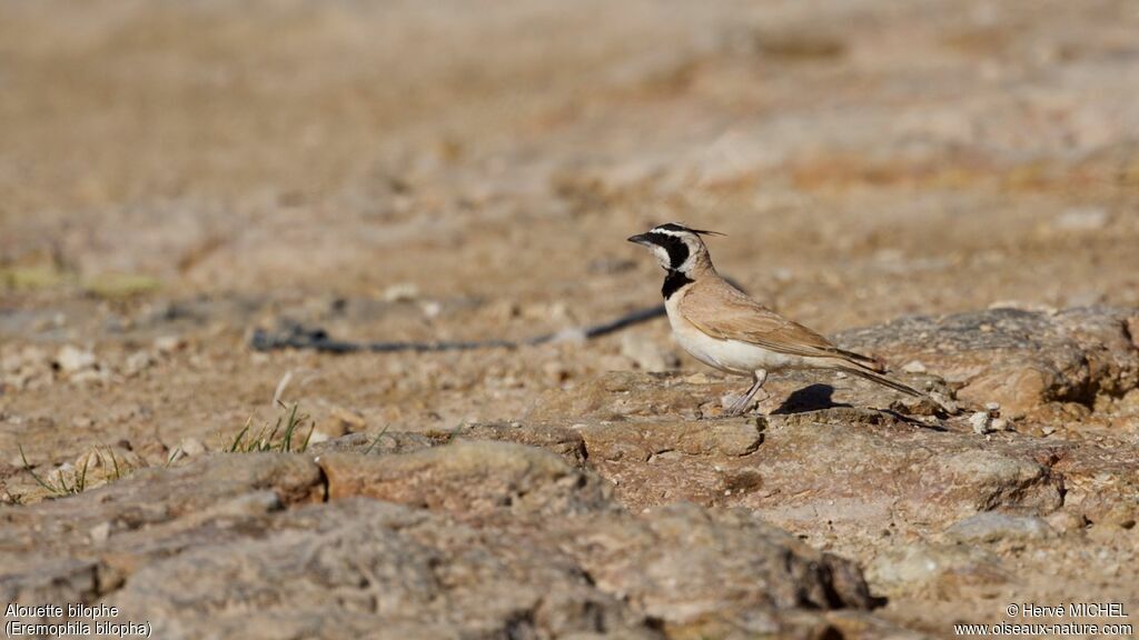 Temminck's Larkadult breeding