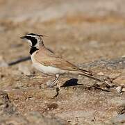 Temminck's Lark