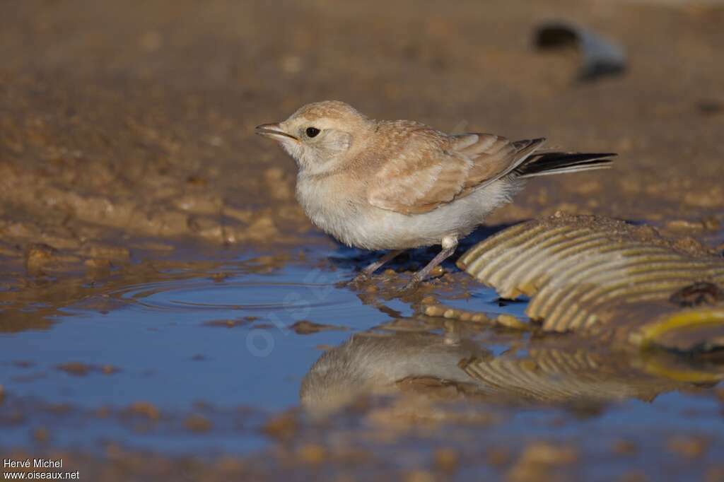 Temminck's Larkjuvenile