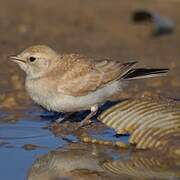 Temminck's Lark