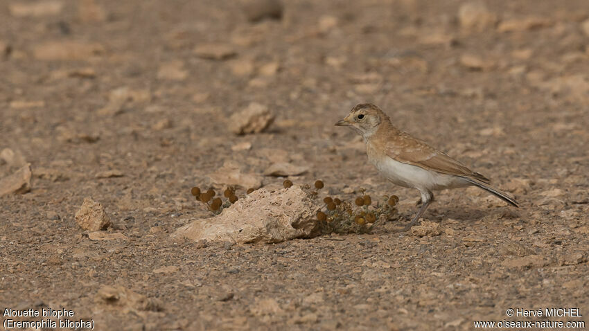 Temminck's Larkjuvenile