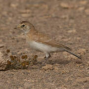 Temminck's Lark