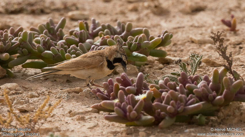 Temminck's Larkadult