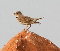 Calandra Lark