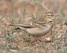 Greater Short-toed Lark