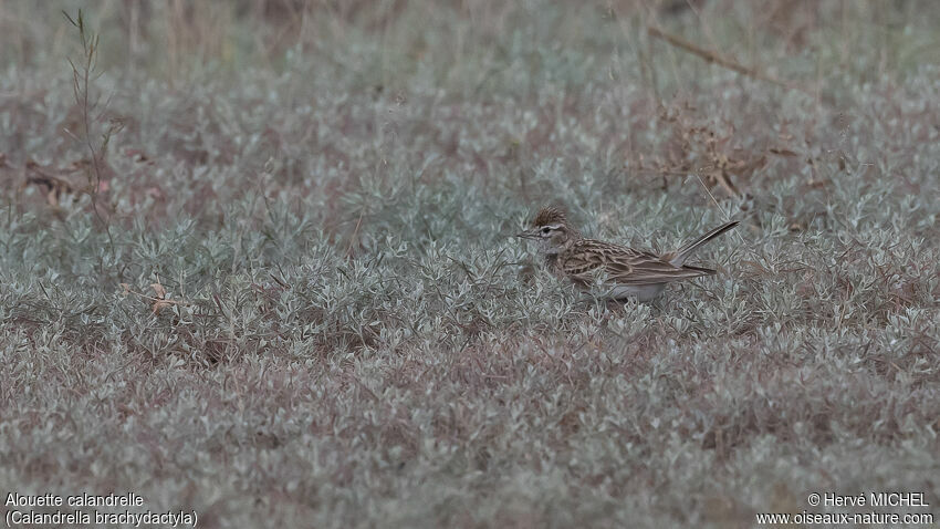 Greater Short-toed Larkadult