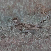 Greater Short-toed Lark