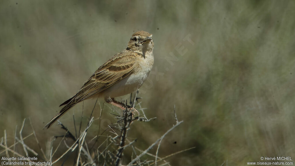 Greater Short-toed Lark