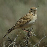 Greater Short-toed Lark