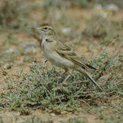 Greater Short-toed Lark