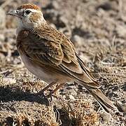 Red-capped Lark