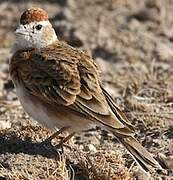 Red-capped Lark