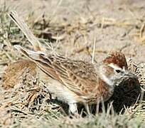 Red-capped Lark