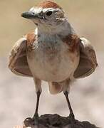 Red-capped Lark