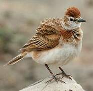 Red-capped Lark