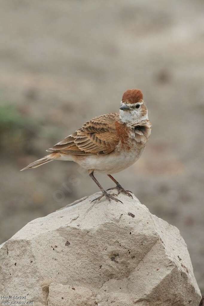 Red-capped Larkadult