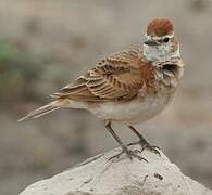 Red-capped Lark