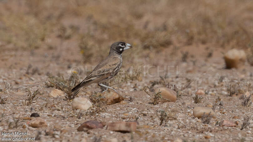 Thick-billed Lark male adult breeding, identification