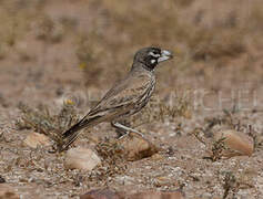 Thick-billed Lark