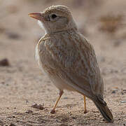 Dunn's Lark