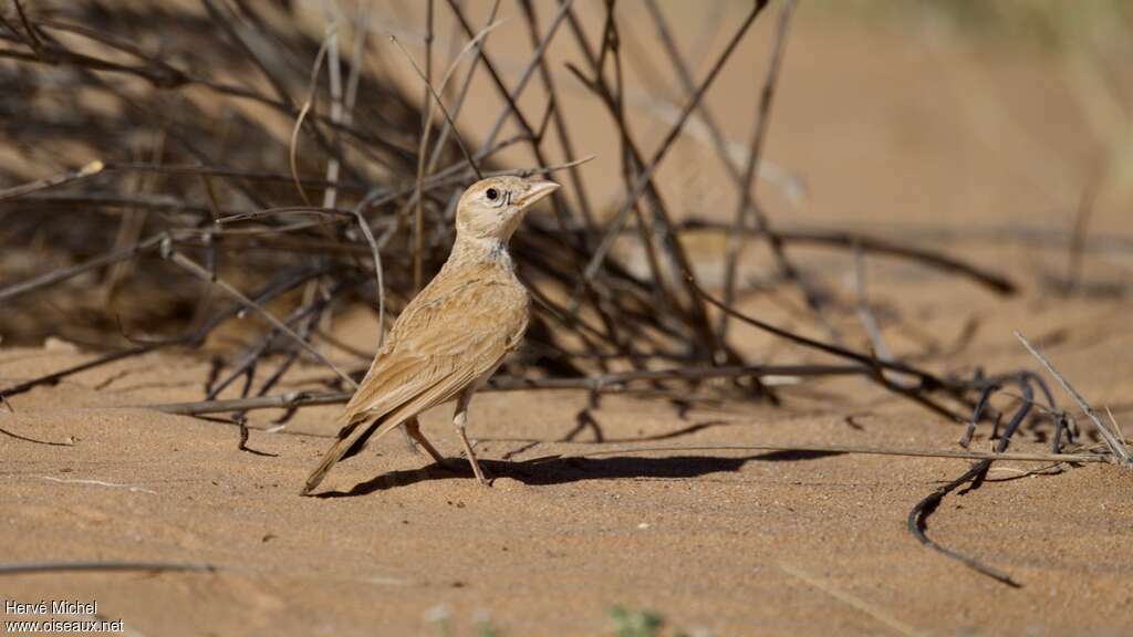 Dunn's Larkadult, habitat, pigmentation, Behaviour