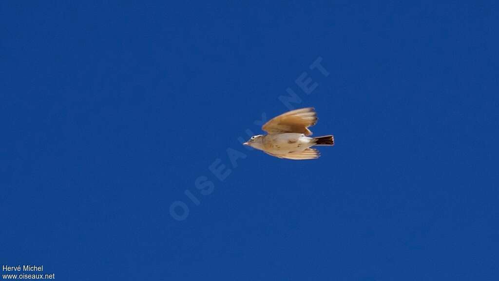 Dunn's Lark male adult breeding, pigmentation, courting display, song, Behaviour