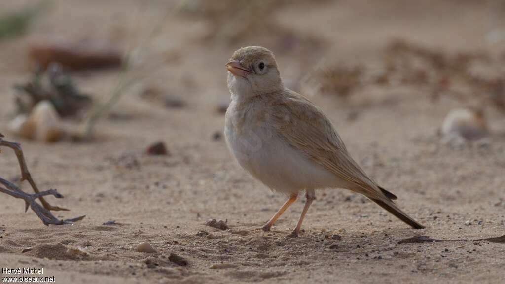 Dunn's Lark male adult breeding, song