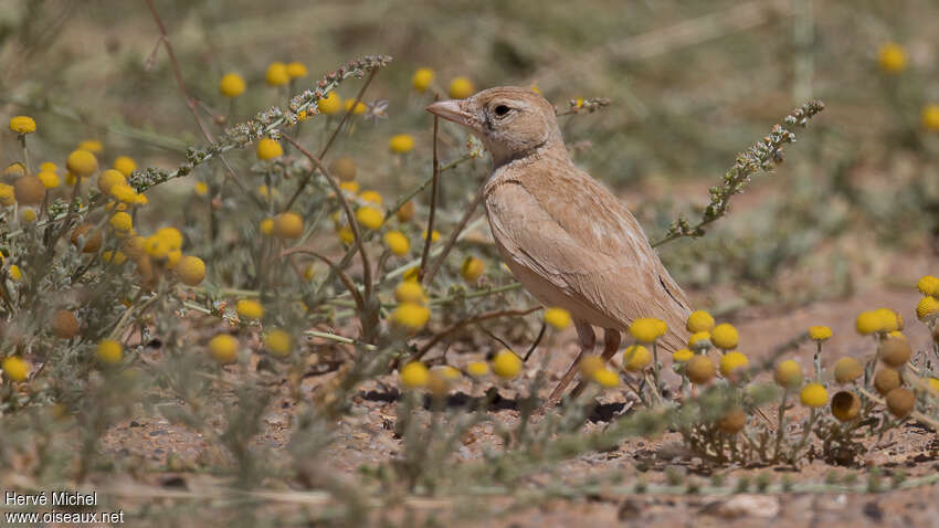 Dunn's Larkadult breeding, habitat, pigmentation