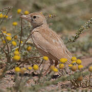 Dunn's Lark