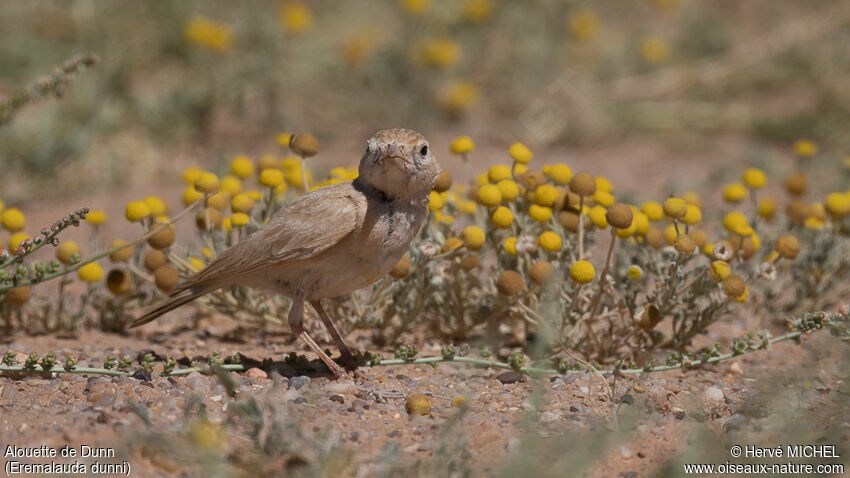 Dunn's Larkadult breeding