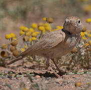 Dunn's Lark