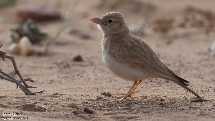 Dunn's Larkadult, pigmentation