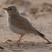 Dunn's Lark