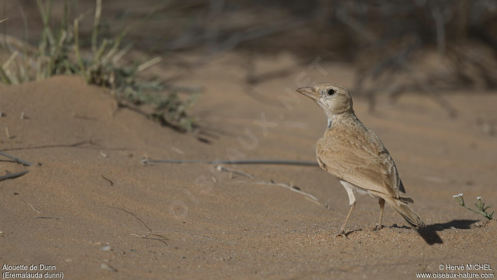 Dunn's Lark