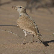 Dunn's Lark