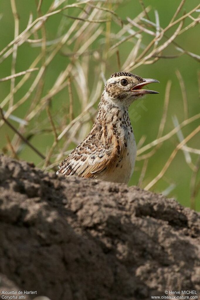 Sentinel Larkjuvenile