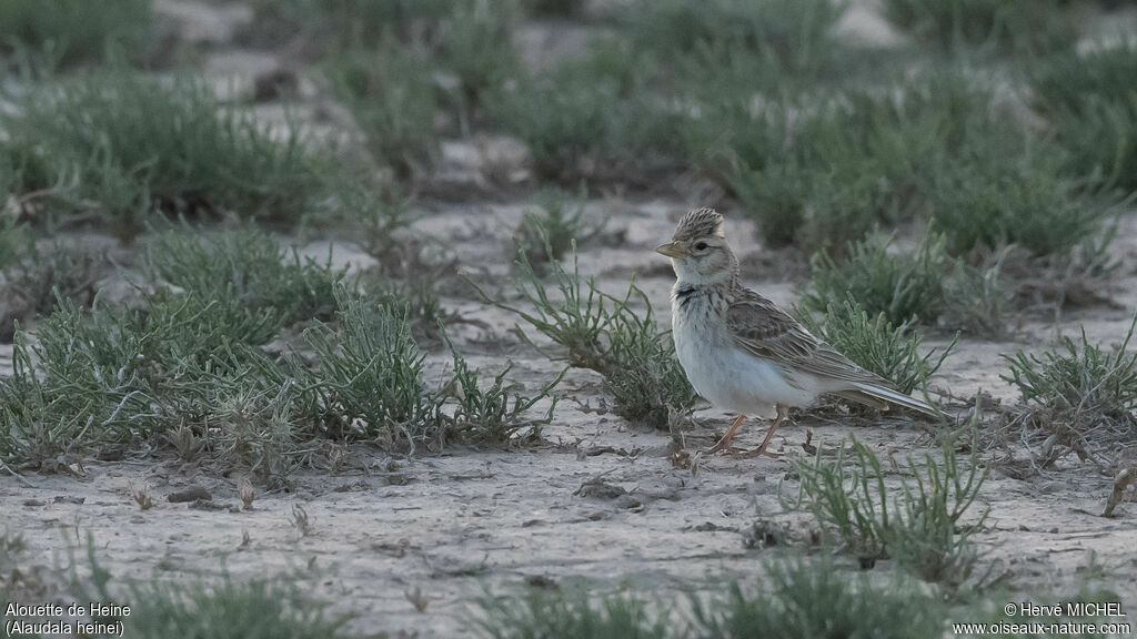 Turkestan Short-toed Larkadult breeding, identification