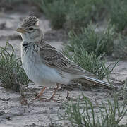 Turkestan Short-toed Lark